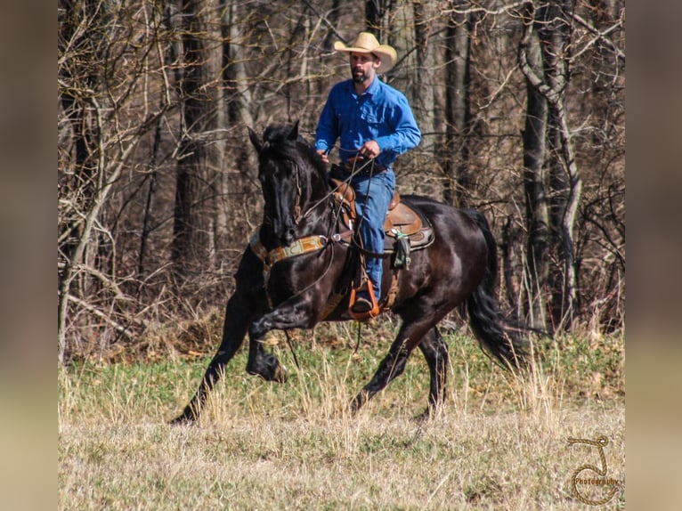 Frisones Caballo castrado 13 años Castaño in wALKERTON in