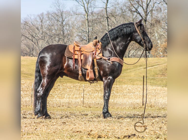 Frisones Caballo castrado 13 años Castaño in wALKERTON in