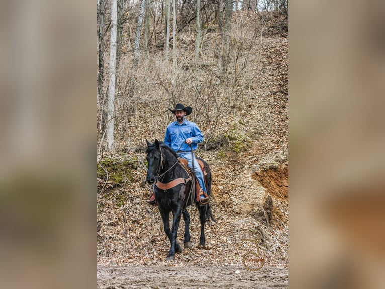 Frisones Caballo castrado 13 años Castaño in wALKERTON in