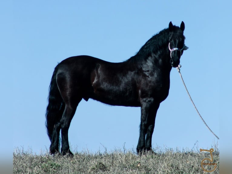 Frisones Caballo castrado 13 años Castaño in wALKERTON in