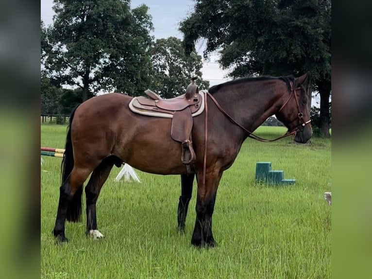 Frisones Caballo castrado 13 años Castaño rojizo in Summerville SC