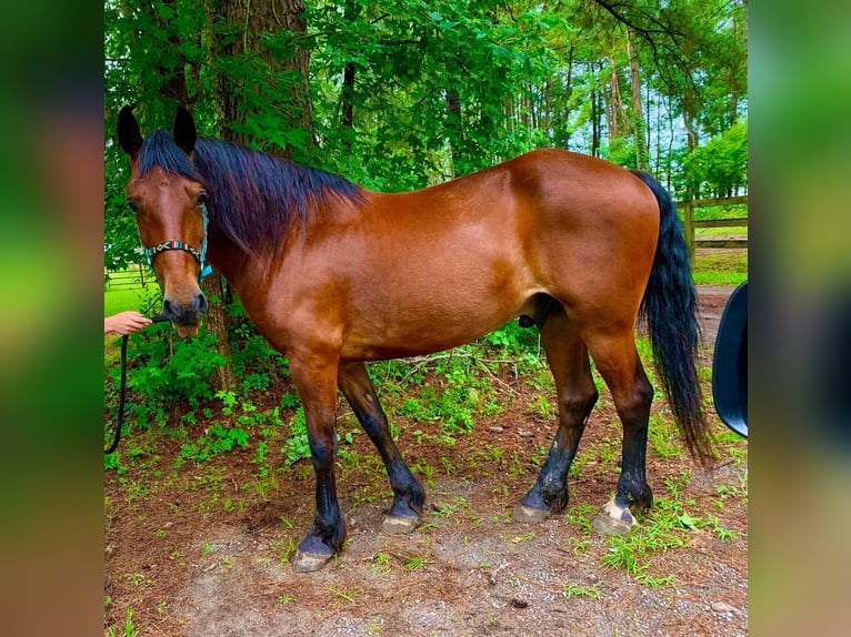 Frisones Caballo castrado 13 años Castaño rojizo in Summerville SC