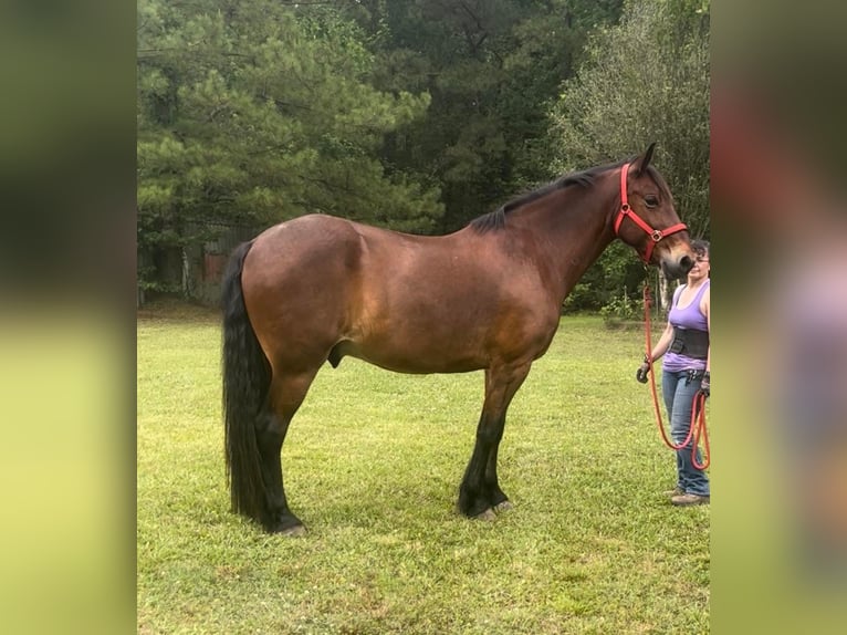 Frisones Caballo castrado 13 años Castaño rojizo in Summerville SC