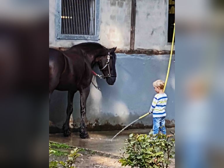 Frisones Caballo castrado 14 años 164 cm Negro in Rheda-Wiedenbrück