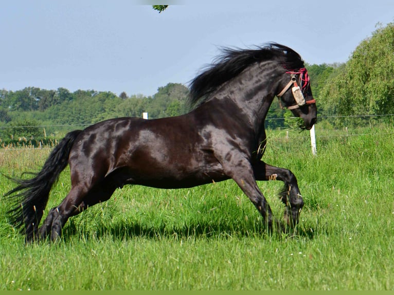 Frisones Caballo castrado 14 años 164 cm Negro in Rheda-Wiedenbrück