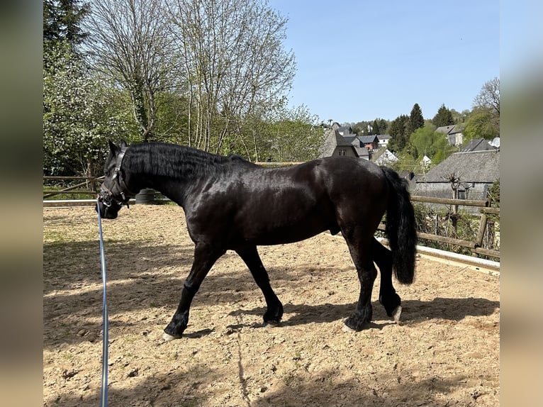 Frisones Caballo castrado 14 años 168 cm Negro in Laubach