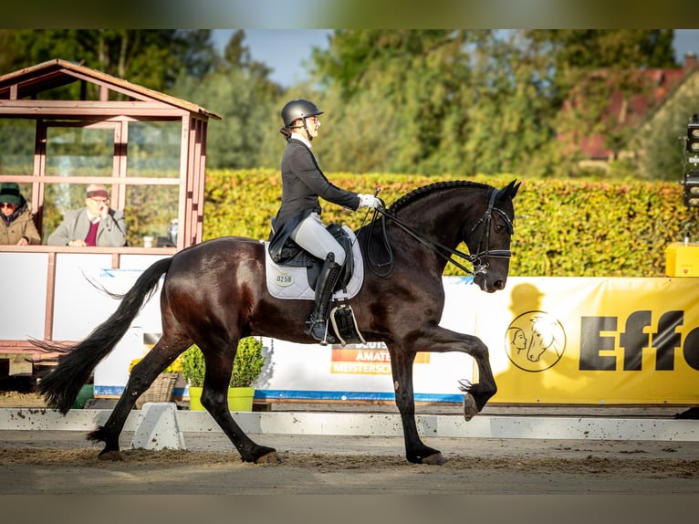 Frisones Caballo castrado 14 años 168 cm Negro in Hägerfelde