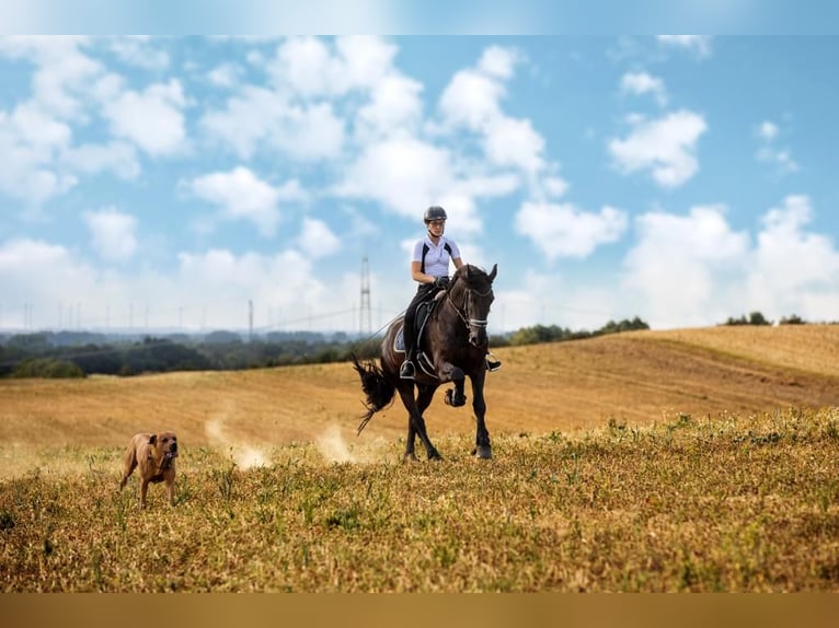 Frisones Caballo castrado 14 años 168 cm Negro in Hägerfelde