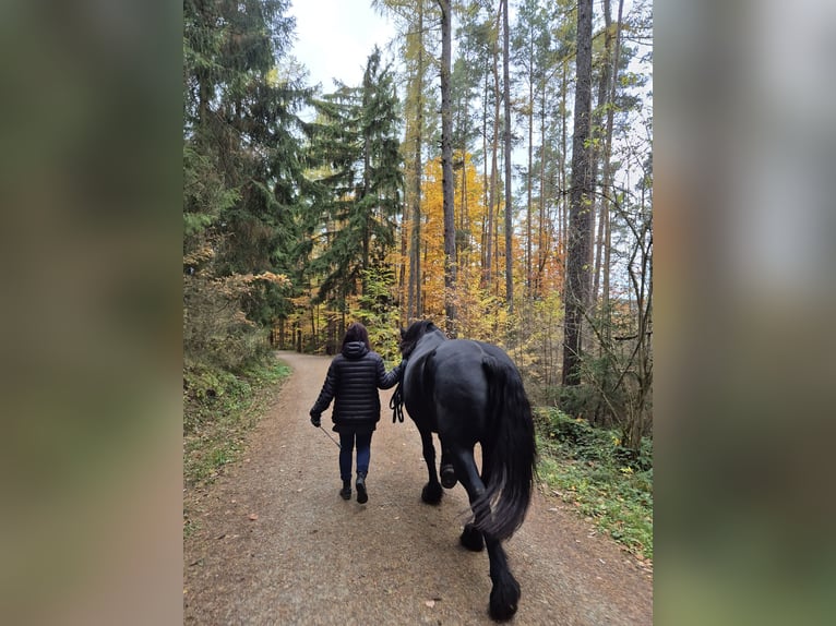 Frisones Caballo castrado 15 años 158 cm Negro in Hohenfelden