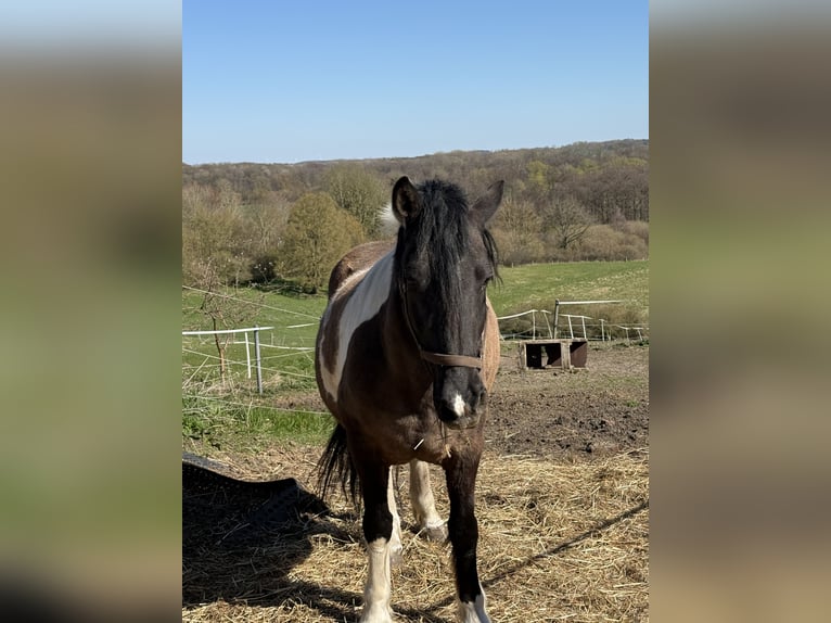 Frisones Mestizo Caballo castrado 15 años 160 cm Pío in Siemz-Niendorf