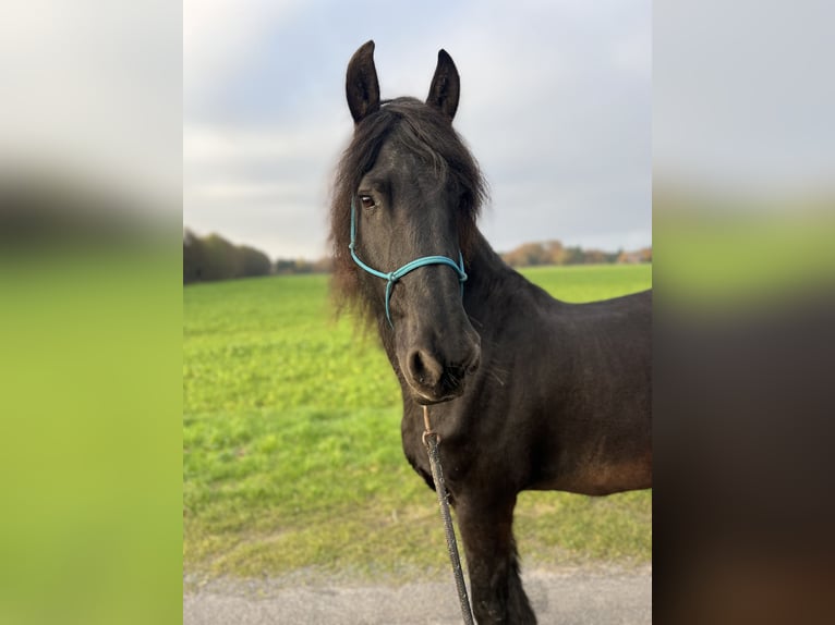 Frisones Caballo castrado 15 años 162 cm Negro in Emsbüren