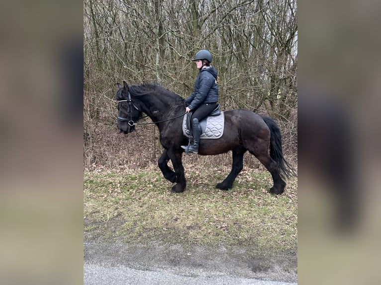 Frisones Caballo castrado 15 años 162 cm Negro in Emsbüren