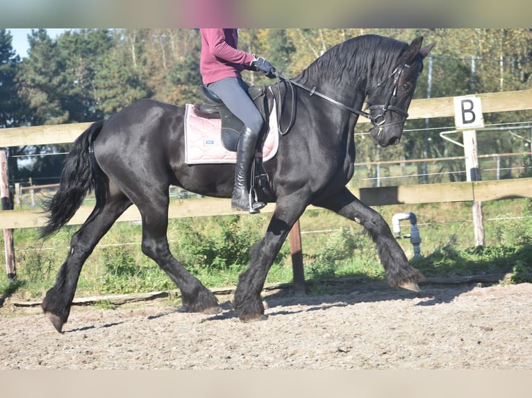 Frisones Caballo castrado 15 años 162 cm Negro in Achtmaal