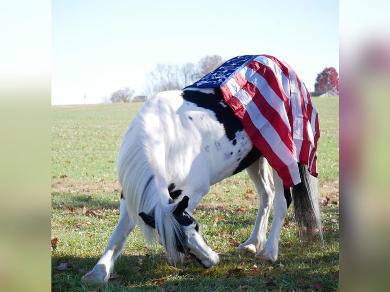 Frisones Mestizo Caballo castrado 15 años 163 cm in Lancaster, PA