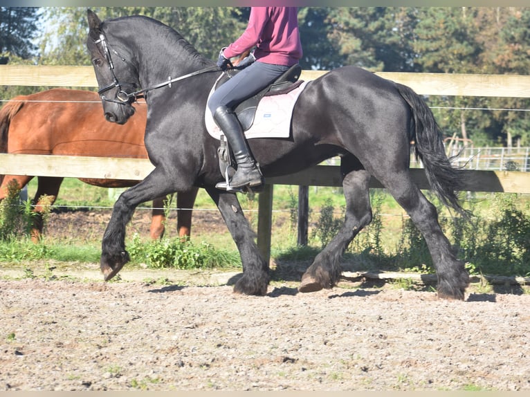 Frisones Caballo castrado 15 años 163 cm Negro in Achtmaal