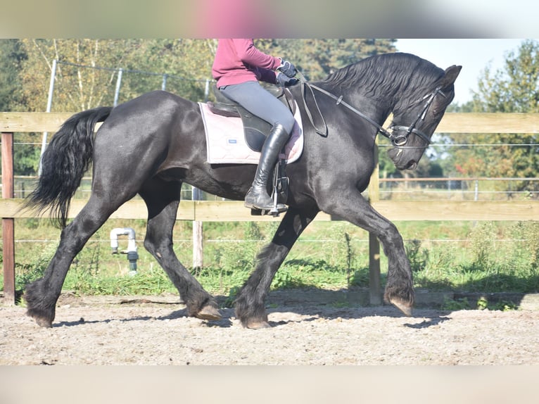 Frisones Caballo castrado 15 años 163 cm Negro in Achtmaal