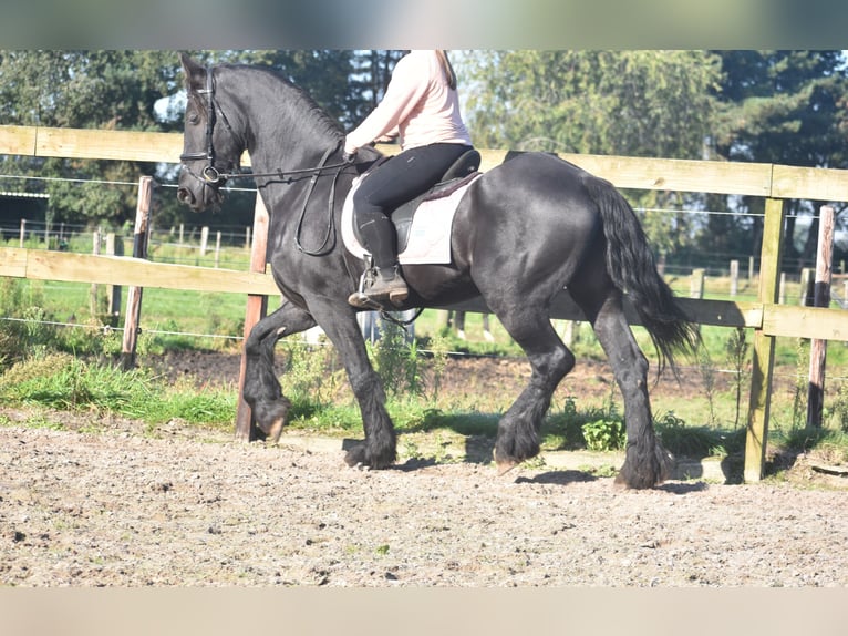 Frisones Caballo castrado 15 años 163 cm Negro in Achtmaal