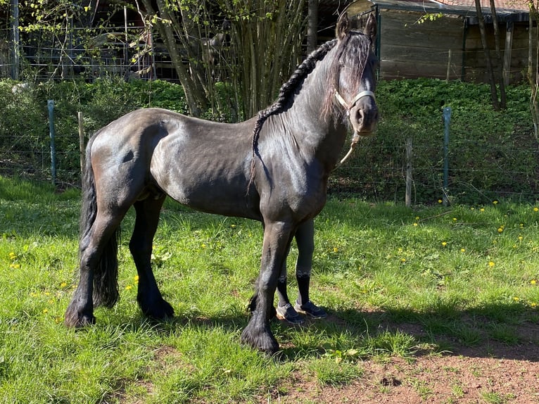 Frisones Caballo castrado 15 años 164 cm Negro in Wadern