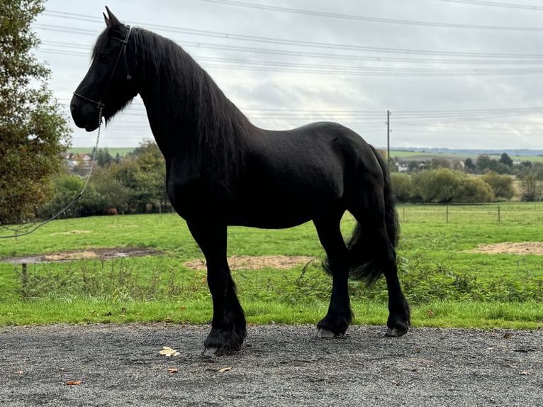 Frisones Caballo castrado 15 años 164 cm Negro in Wadern