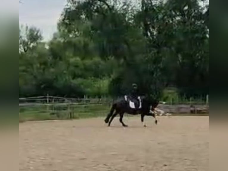 Frisones Caballo castrado 15 años 166 cm Negro in Weisenheim am Sand