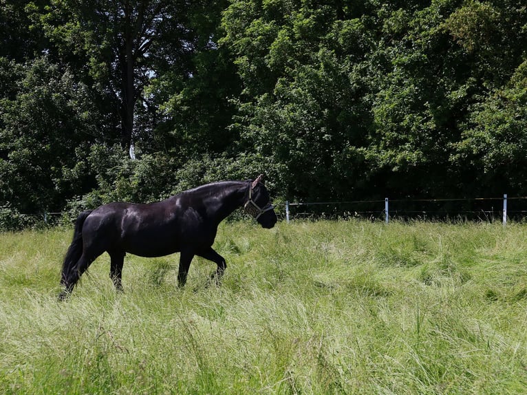 Frisones Caballo castrado 15 años 168 cm Negro in Maintal