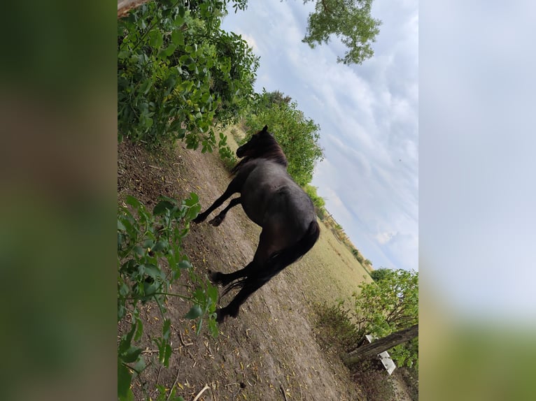 Frisones Caballo castrado 16 años 168 cm Tordillo negro in Uckerland