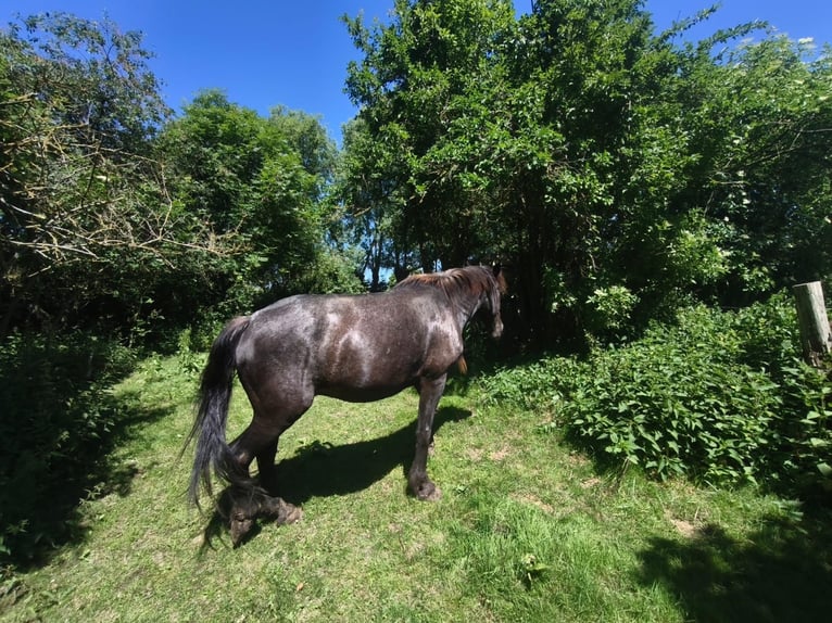 Frisones Caballo castrado 16 años 168 cm Tordillo negro in Uckerland