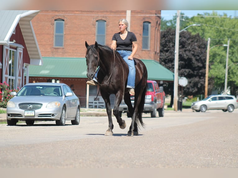 Frisones Caballo castrado 16 años 173 cm Negro in Plano