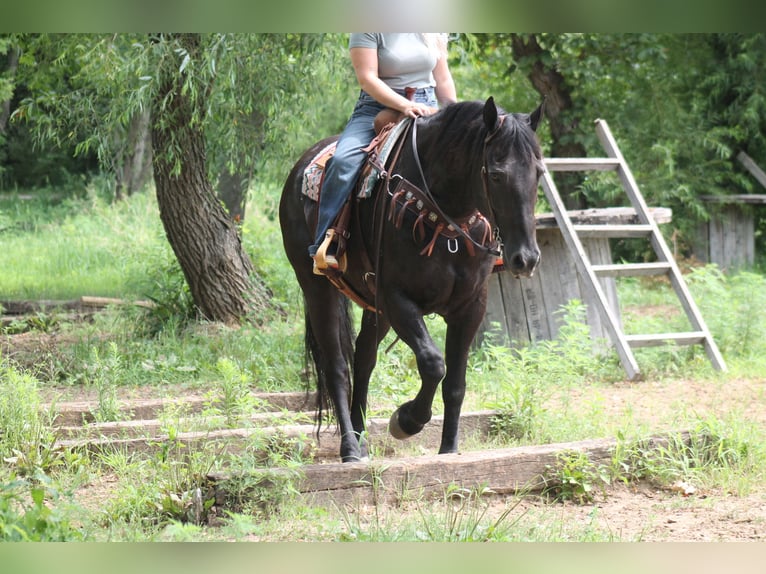 Frisones Caballo castrado 16 años 173 cm Negro in Plano