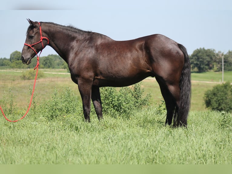 Frisones Caballo castrado 16 años 173 cm Negro in Plano