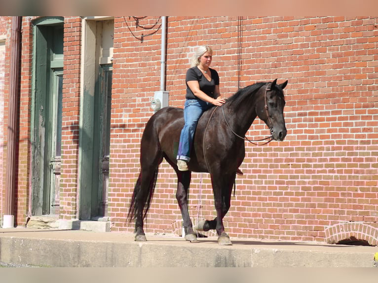 Frisones Caballo castrado 16 años 173 cm Negro in Plano