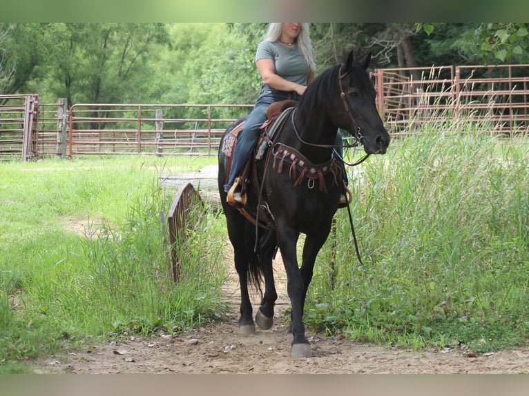 Frisones Caballo castrado 16 años 173 cm Negro in Plano