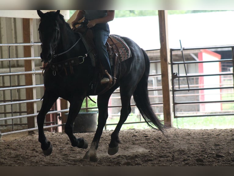 Frisones Caballo castrado 16 años 173 cm Negro in Plano