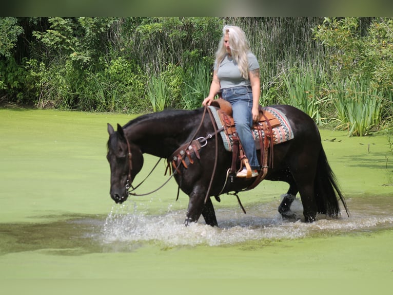 Frisones Caballo castrado 16 años 173 cm Negro in Plano