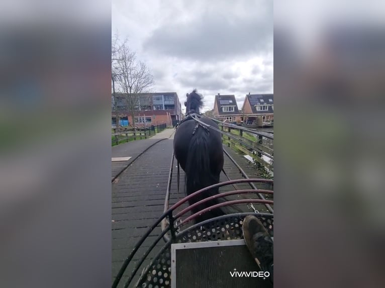 Frisones Caballo castrado 17 años 161 cm Negro in Zevenhoven