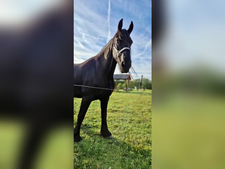 Frisones Caballo castrado 17 años 170 cm Negro in Holungen