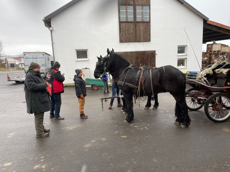 Frisones Caballo castrado 17 años 170 cm Negro in Holungen