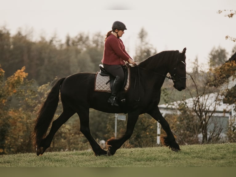 Frisones Caballo castrado 18 años 168 cm Negro in Nümbrecht