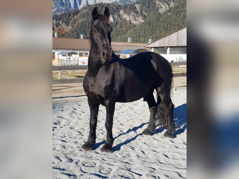 Frisones Caballo castrado 18 años Negro in Saalfelden