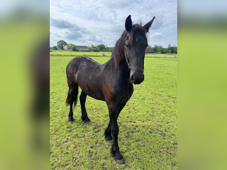Frisones Caballo castrado 1 año 165 cm Negro in Zuidvelde