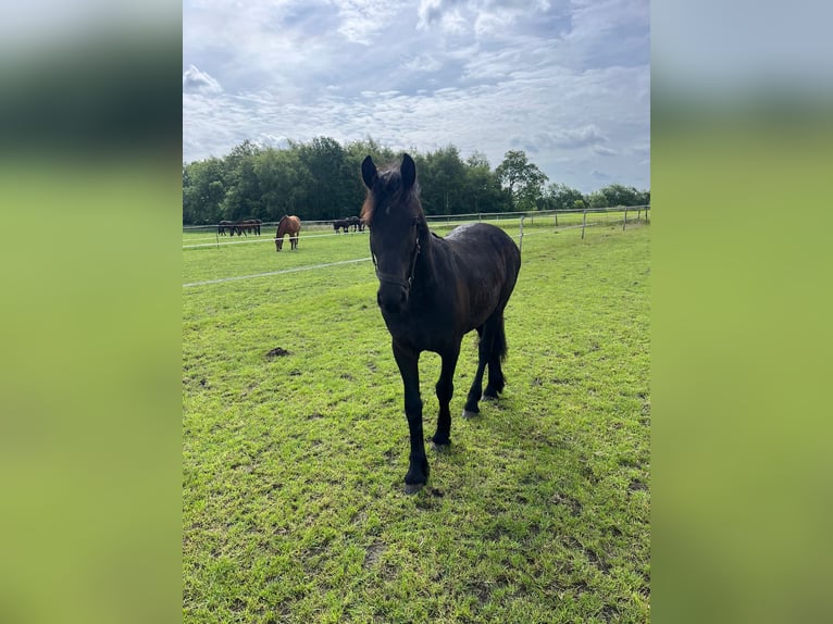 Frisones Caballo castrado 1 año 165 cm Negro in Zuidvelde