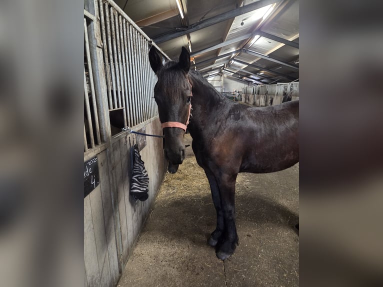 Frisones Caballo castrado 1 año 165 cm Negro in Zuidvelde