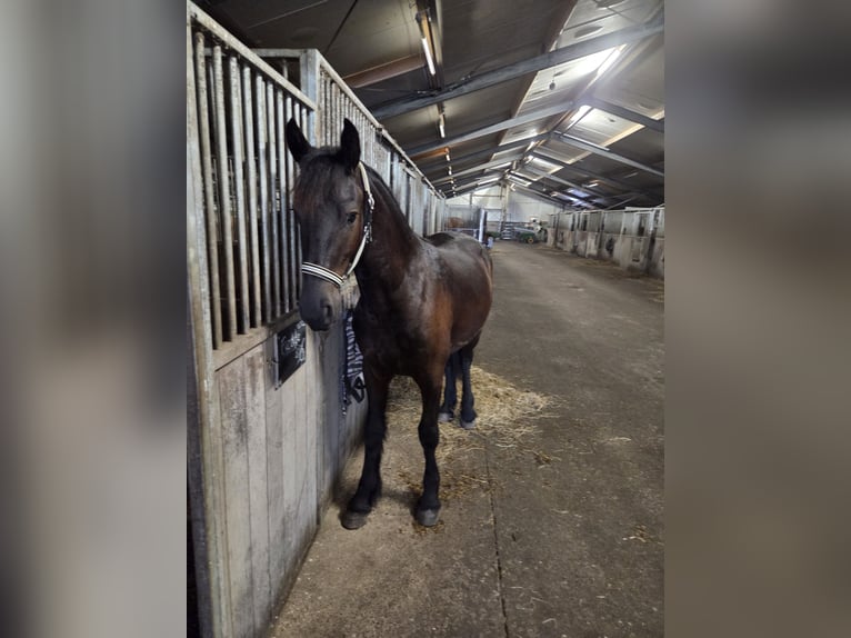 Frisones Caballo castrado 1 año 165 cm Negro in Zuidvelde