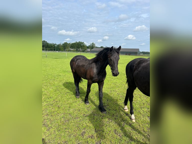 Frisones Caballo castrado 1 año 165 cm Negro in Zuidvelde
