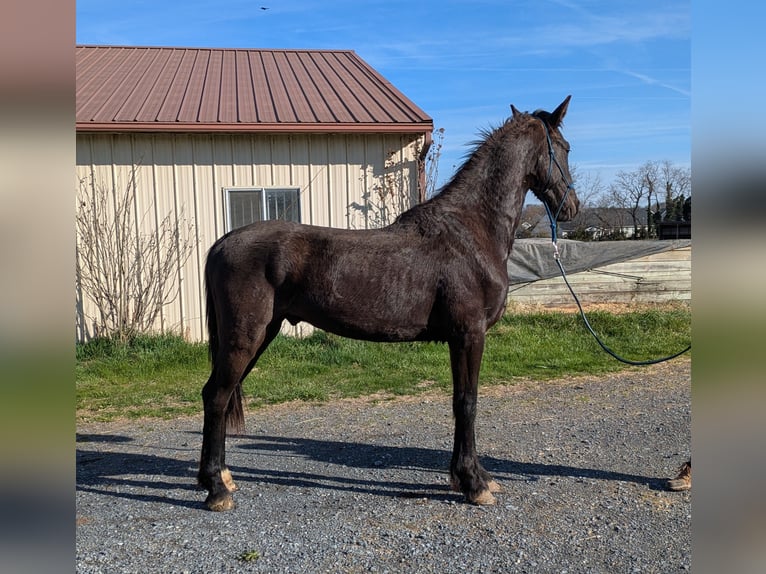 Frisones Mestizo Caballo castrado 2 años 163 cm Negro in Bridgewater