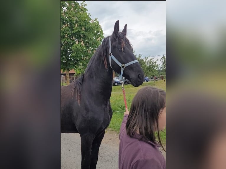 Frisones Caballo castrado 2 años 165 cm Negro in Unkel