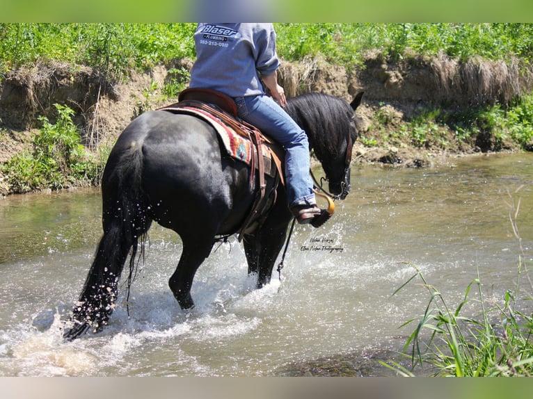 Frisones Mestizo Caballo castrado 3 años 145 cm Negro in Peosta, IA