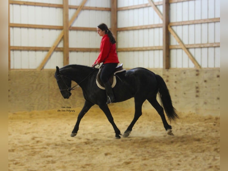 Frisones Mestizo Caballo castrado 3 años 145 cm Negro in Peosta, IA