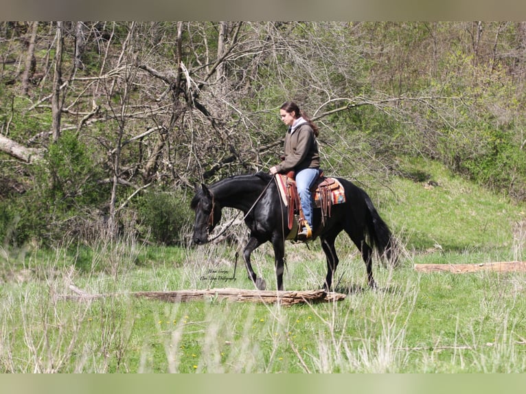 Frisones Mestizo Caballo castrado 3 años 145 cm Negro in Peosta, IA