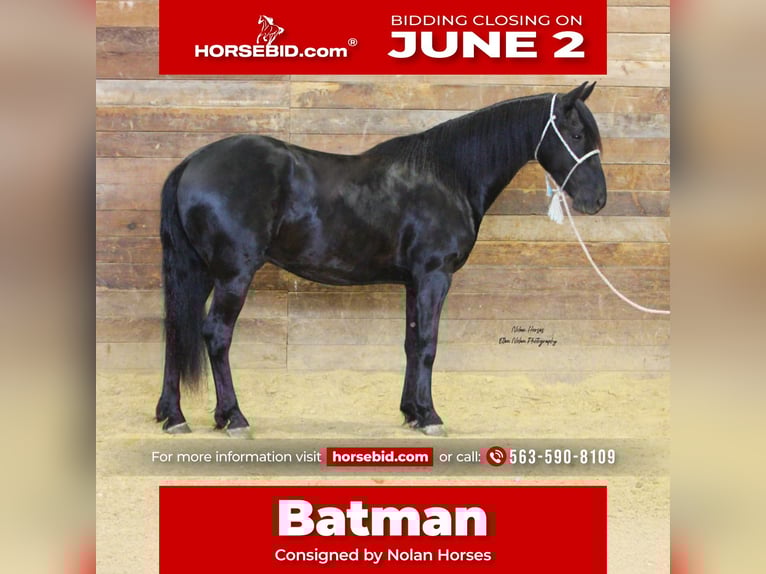 Frisones Mestizo Caballo castrado 3 años 145 cm Negro in Peosta, IA